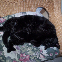 Photo #248481 de Charlot