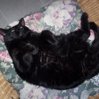 Photo #248482 de Charlot