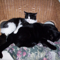 Photo #248485 de Mlle t