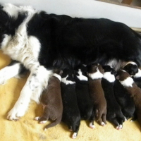 Photo #248491 de Kali