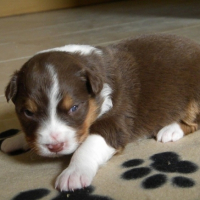 Photo #248492 de Kali