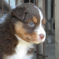 Photo #248493 de Kali