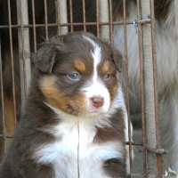 Photo #248494 de Kali