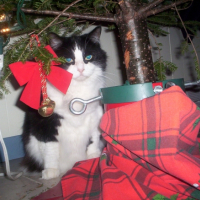Photo #248527 de Mlle t