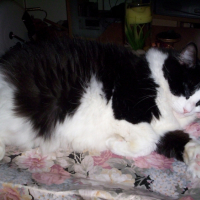 Photo #248528 de Mlle t