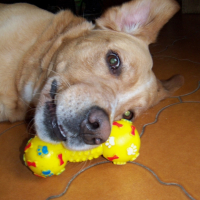 Photo #248570 de Pluton