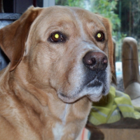 Photo #248571 de Pluton