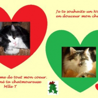 Photo #248574 de Moustic chouchou