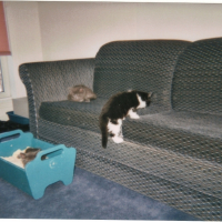 Photo #248581 de Mlle t