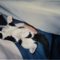 Photo #248582 de Mlle t