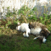 Photo #248583 de Moustic chouchou