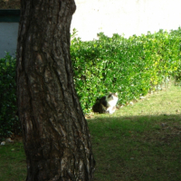 Photo #248584 de Moustic chouchou