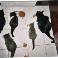 Photo #248586 de Mlle t