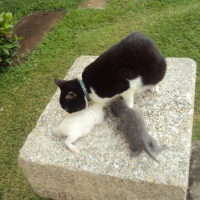 Photo #248732 de Nao