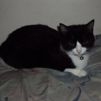 Photo #248733 de Nao