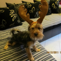 Photo #248742 de Guizmo