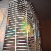 Photo #248747 de Coco