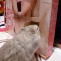 Photo #248789 de Bubble