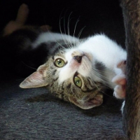 Photo #248811 de Iona