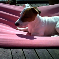 Photo #248826 de Flip