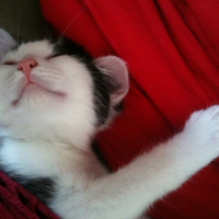Photo #248867 de Bella