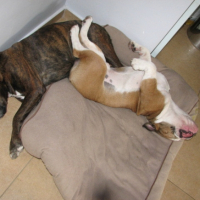 Photo #248892 de Juluka
