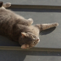 Photo #248909 de Fiona