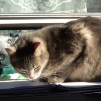 Photo #248910 de Fiona