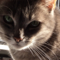 Photo #248911 de Fiona