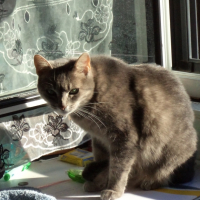 Photo #248913 de Fiona