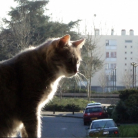 Photo #248914 de Fiona