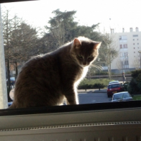 Photo #248915 de Fiona
