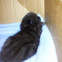 Photo #248943 de Ptit truc