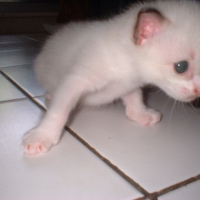 Photo #248976 de Miki