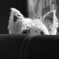Photo #249000 de Creamy
