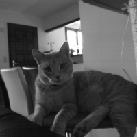 Photo #249035 de Tigrou