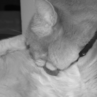 Photo #249036 de Tigrou