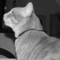 Photo #249037 de Tigrou