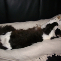 Photo #249040 de Simba
