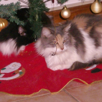 Photo #249041 de Simba