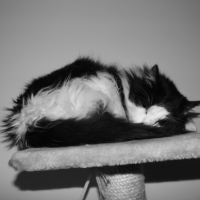 Photo #249042 de Simba