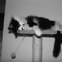 Photo #249044 de Simba