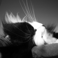 Photo #249045 de Simba