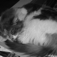 Photo #249049 de Nala