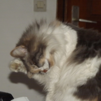 Photo #249050 de Nala