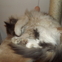 Photo #249051 de Nala