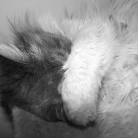 Photo #249052 de Nala