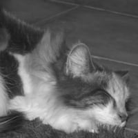 Photo #249053 de Nala