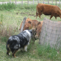 Photo #249074 de Twister
