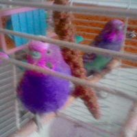 Photo #249076 de Coco